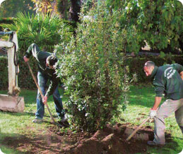 Messa a dimora Quercus Ilex